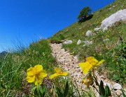 35 Fiori di Helianthemum mummularium (Eliantemo)